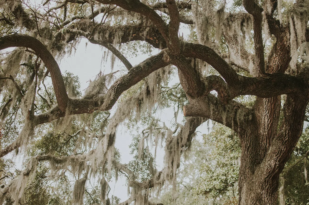 Georgia oak tree